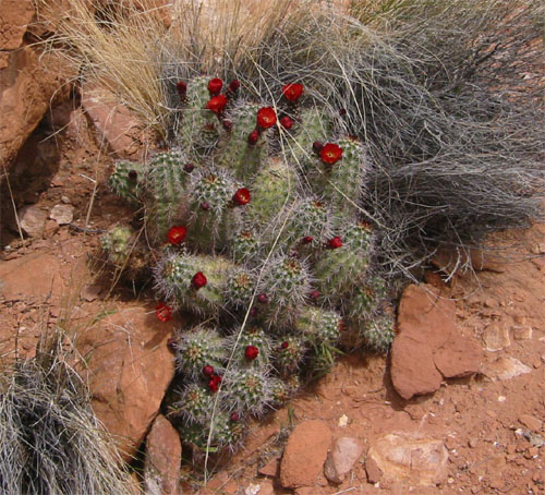 flowers